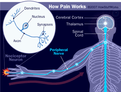 how the body feels pain